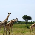 Parc de Waza, le site qui jadis faisait rayonner le Cameroun