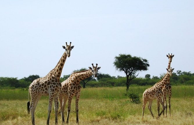 Parc de Waza, le site qui jadis faisait rayonner le Cameroun